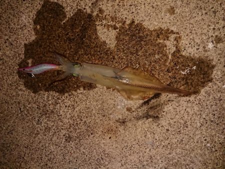 今期最高でした